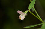 American bird's-foot trefoil